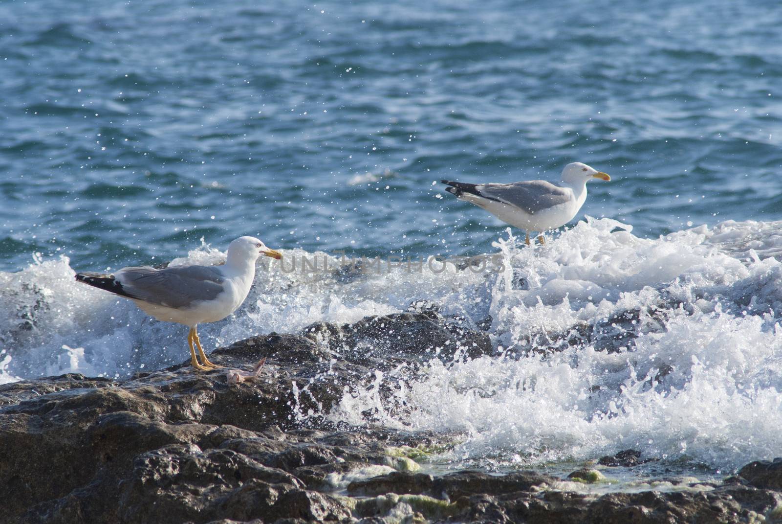 Seagull on the rocks of a rough coastline