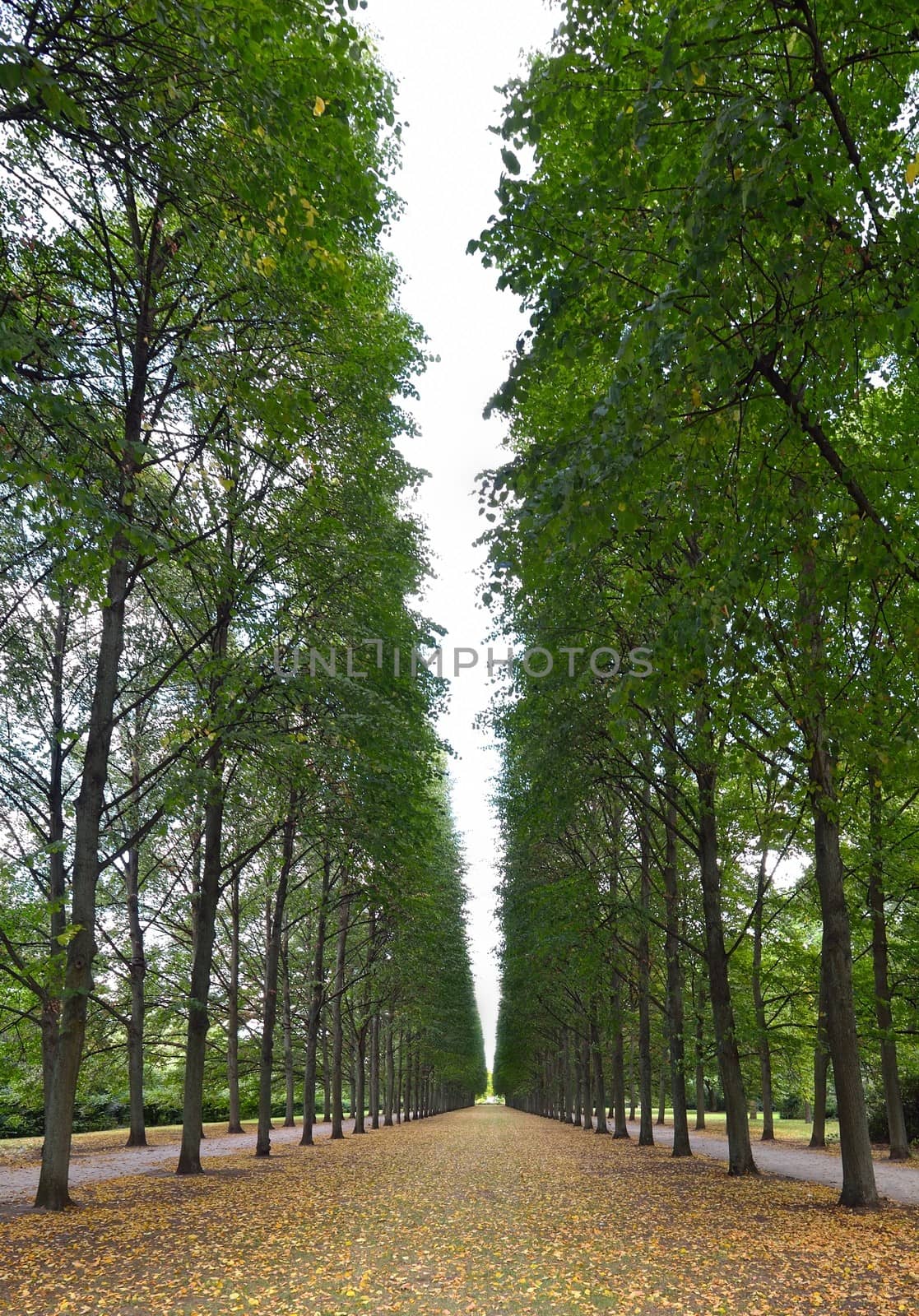 Autumn alley in the early autumn