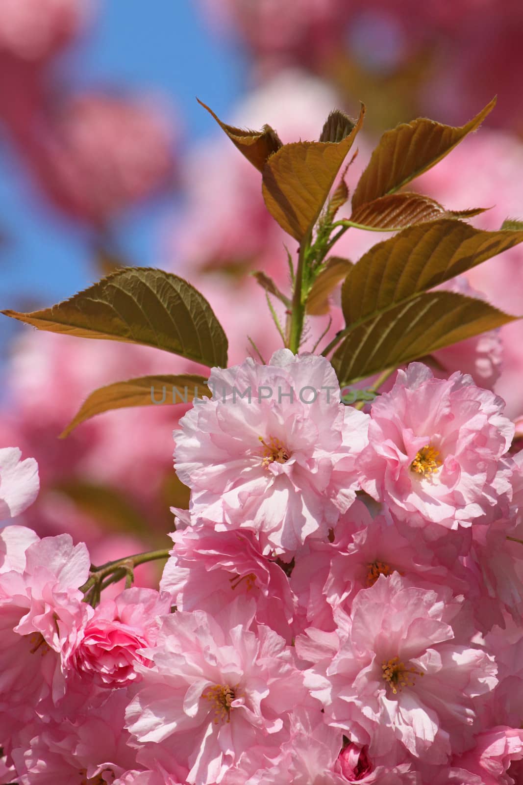 close up of pink cherry blossom