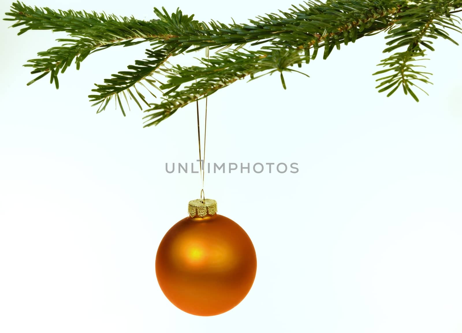 Orange Christmas decorations hanging from a pine branch - isolated on white background