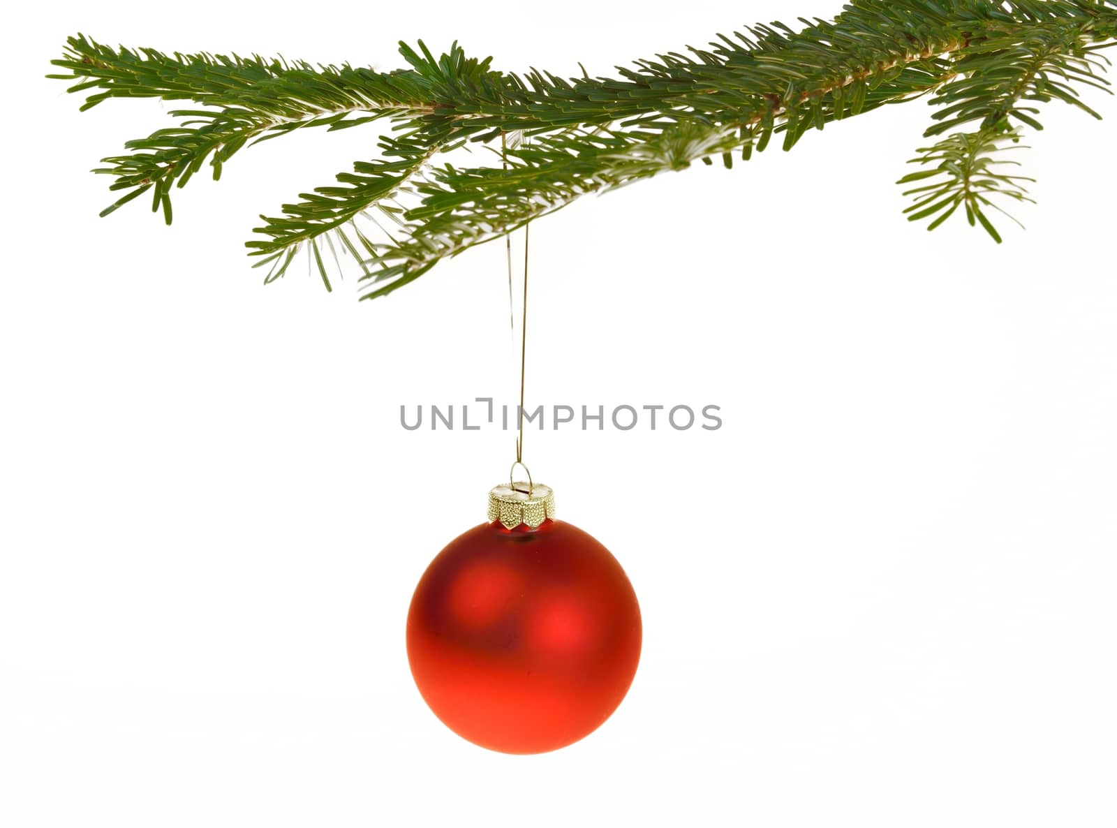 Red Christmas decorations hanging from a pine branch - isolated on white background