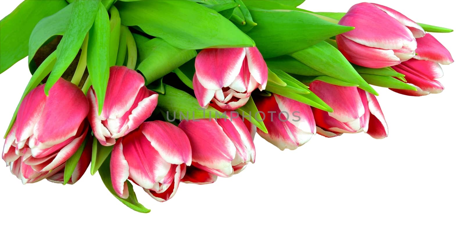 A bouquet of fresh tulips