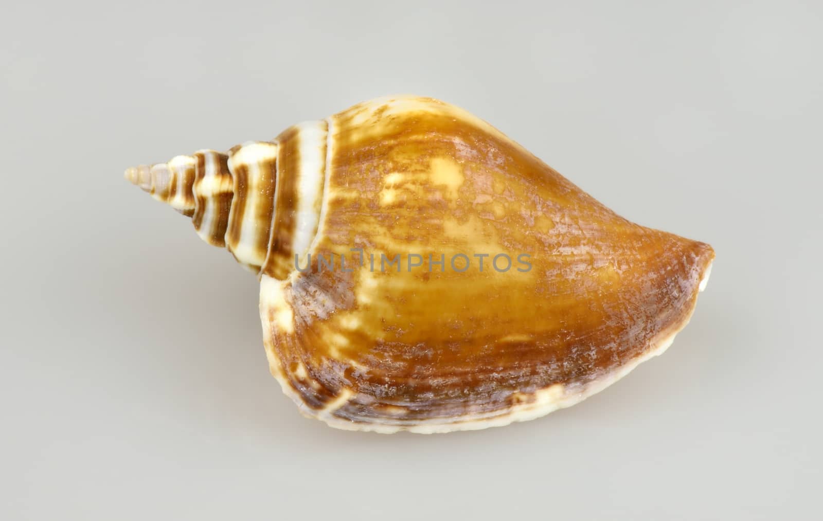 Shell of a marine snail