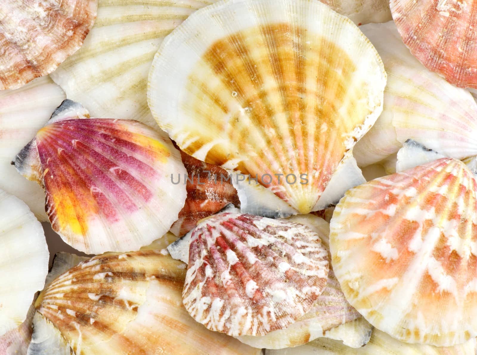 Shells in a heap