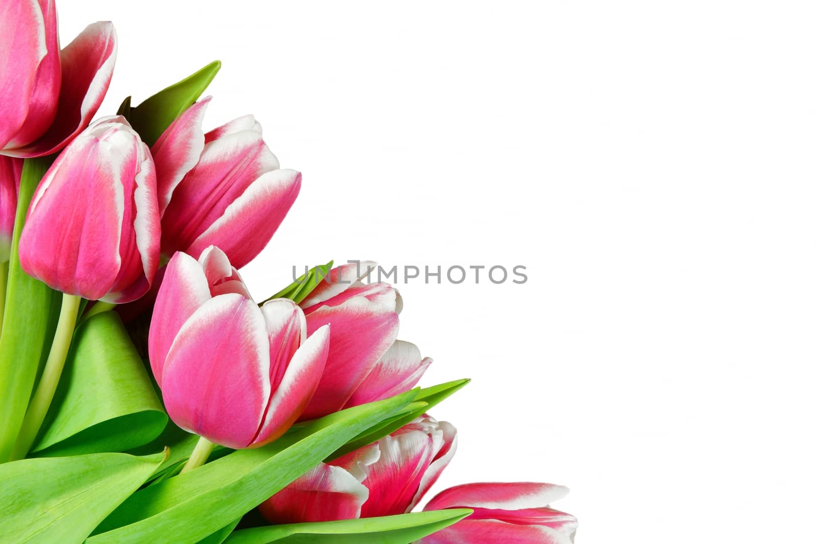 A bouquet of fresh tulips