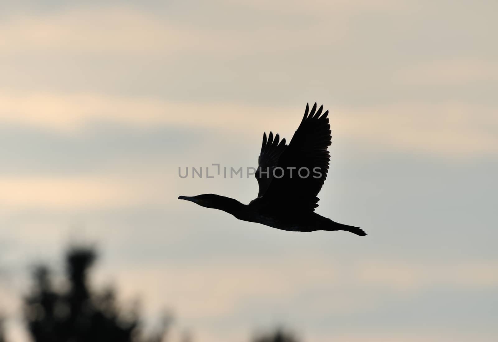 Cormorant flying into the sunset