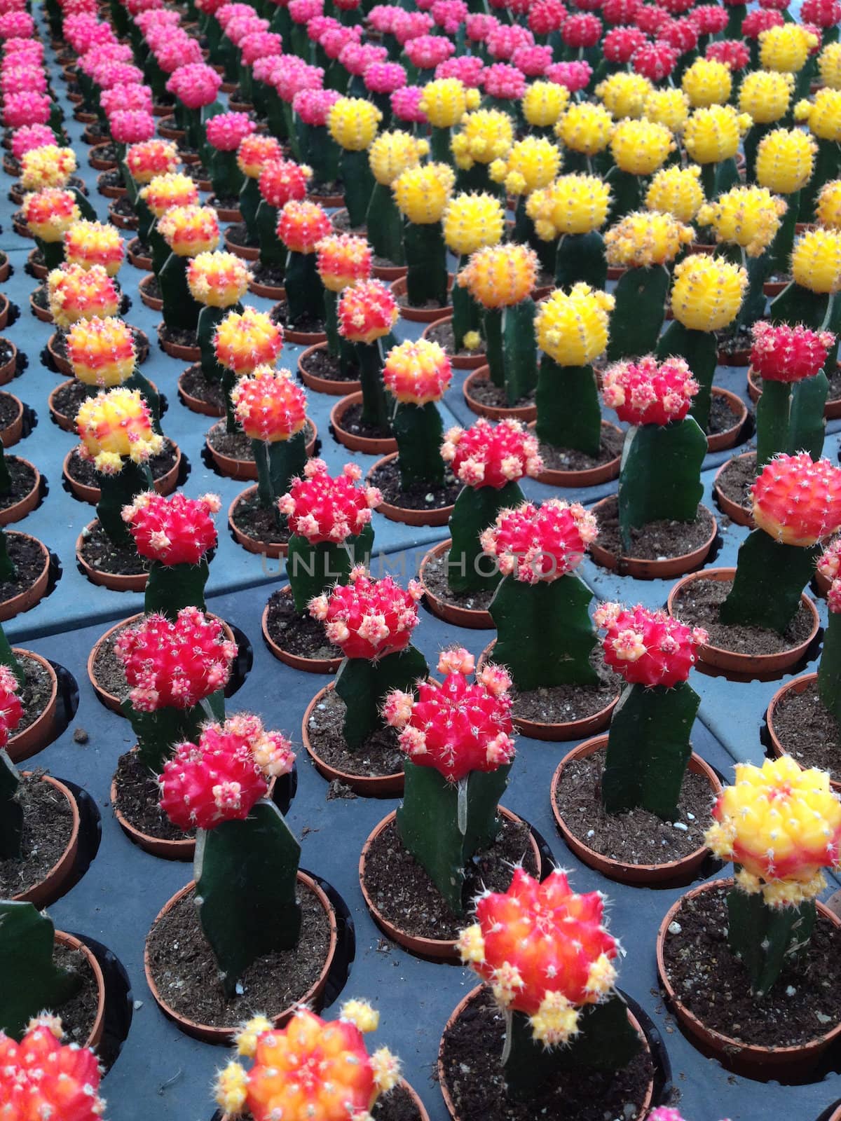 Colorful cactus by ponsulak