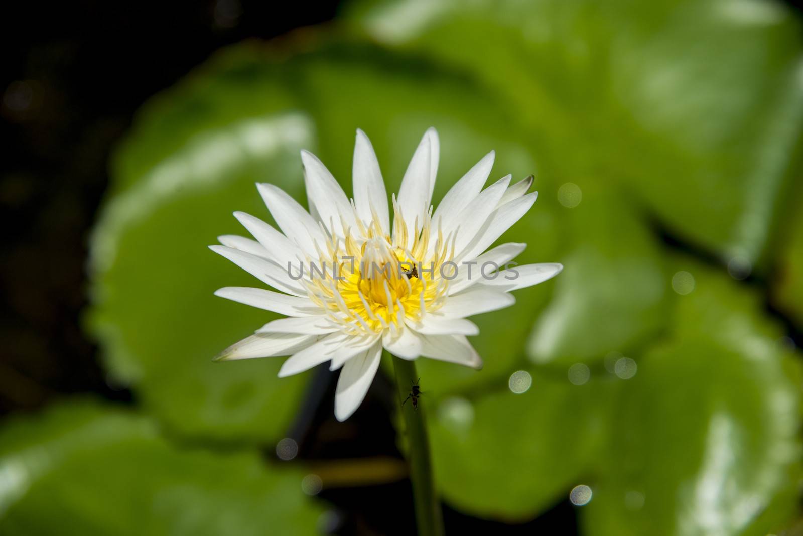 Bee on the lotus1