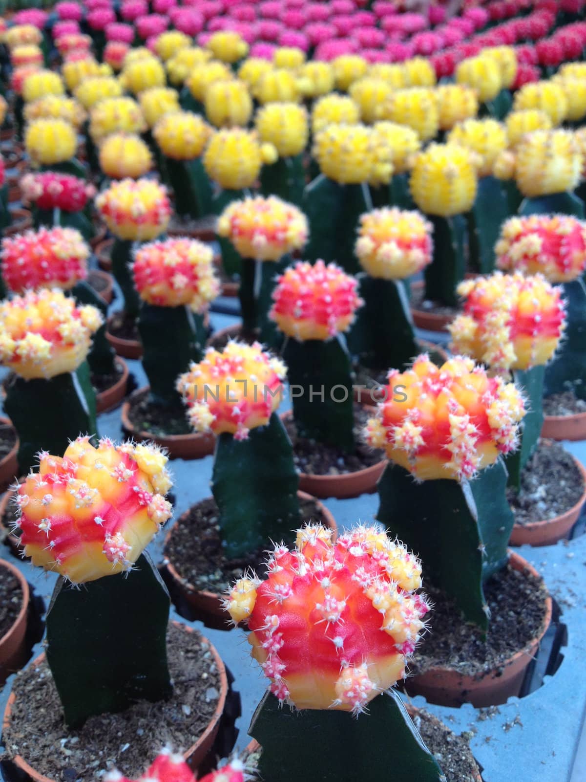 Colorful cactus by ponsulak