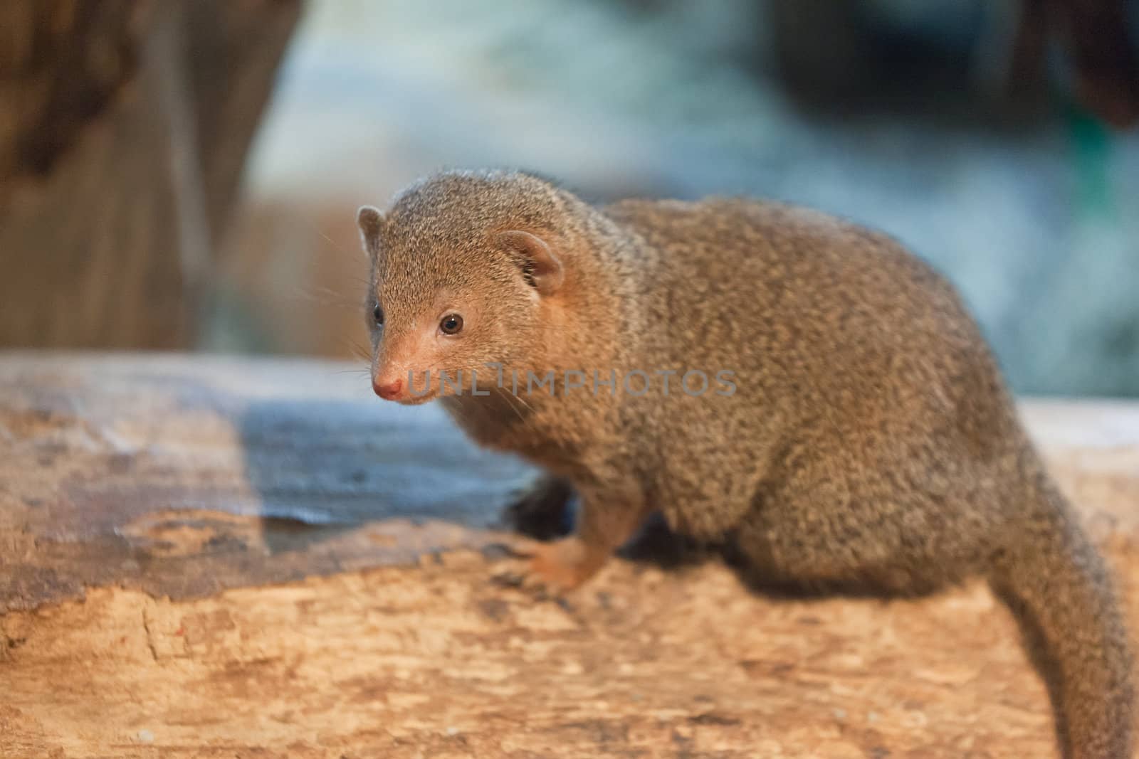 mongoose by elena_shchipkova