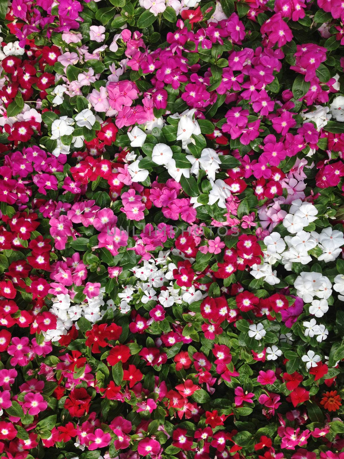 Colorful catharanthus roseus background by ponsulak