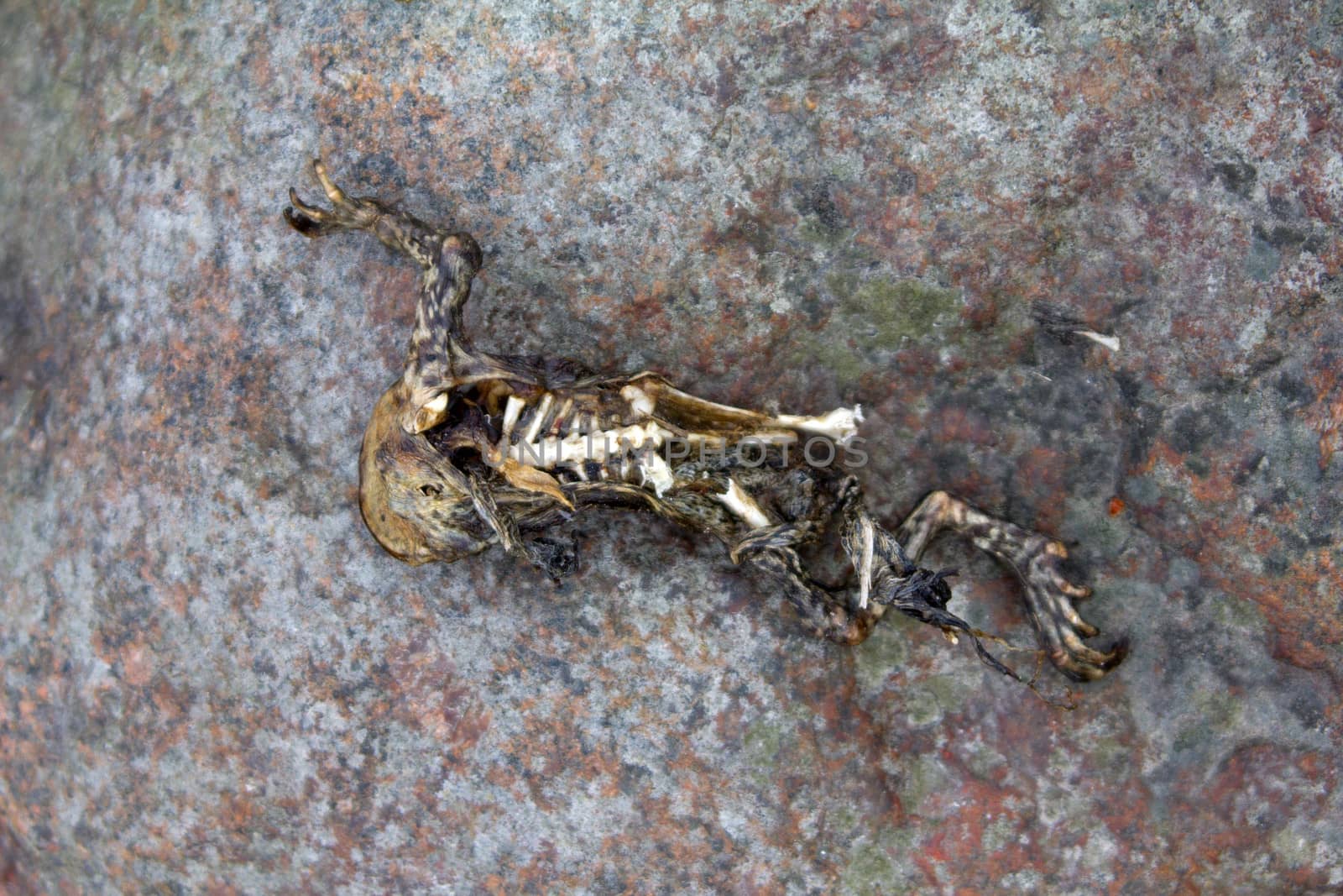 Dead frog dried on a stone