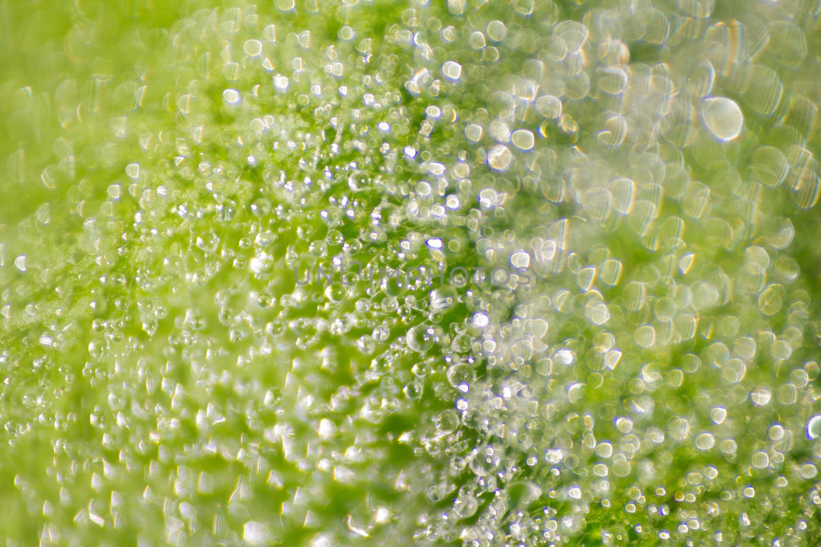 macro with drops of water