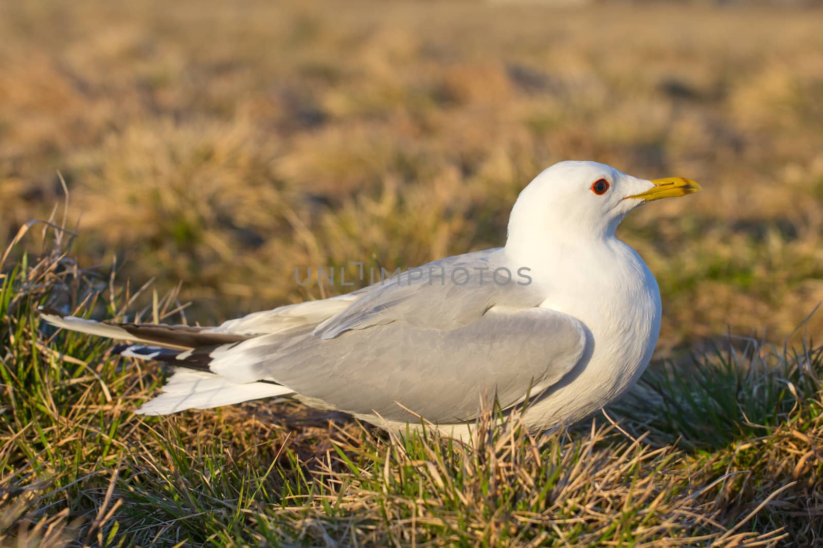common seagull bird by max51288