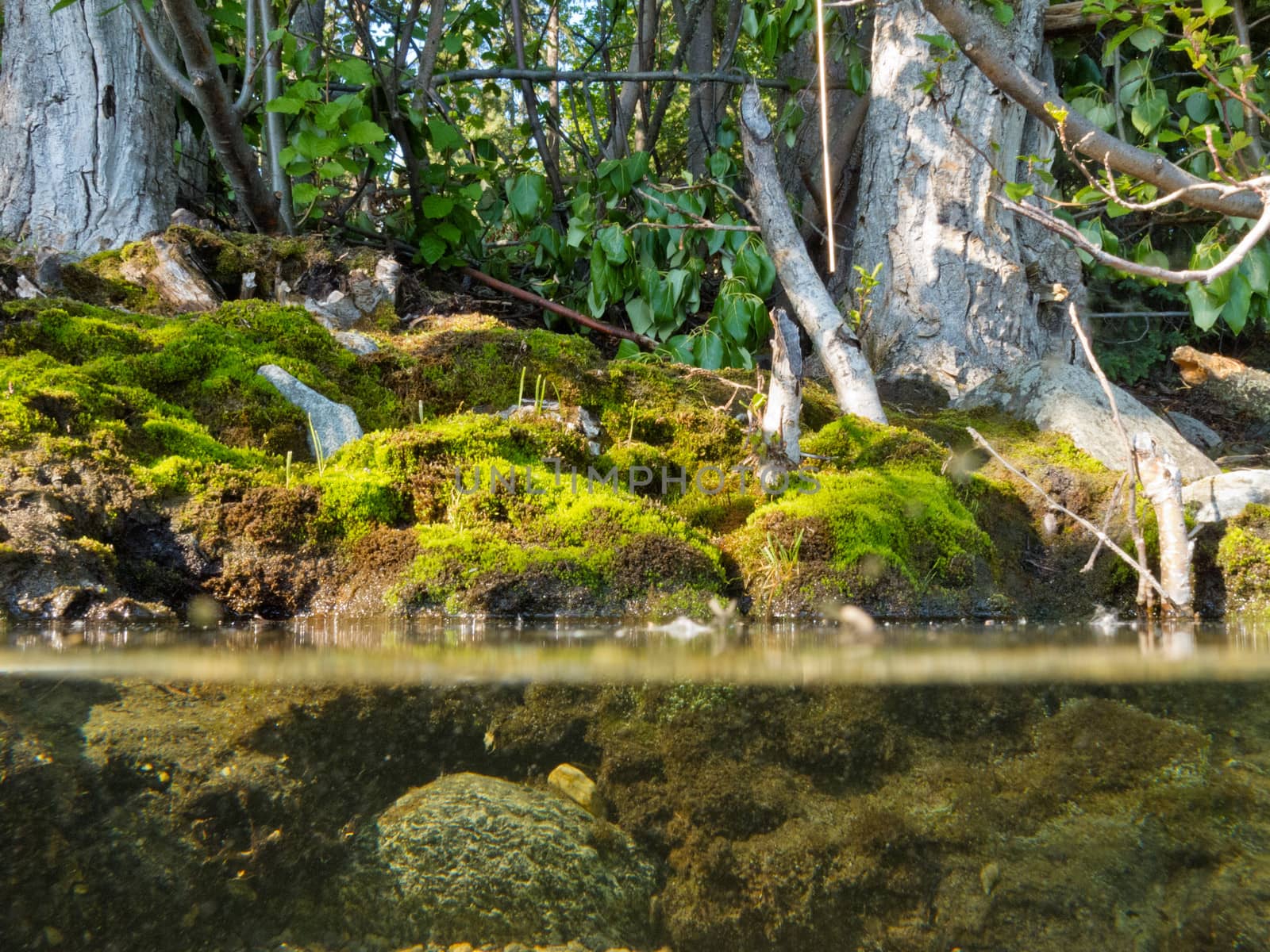 Riparian habitat ecosystem of forest lake shore with tree roots moss and aquatic plants in a over under split underwater view