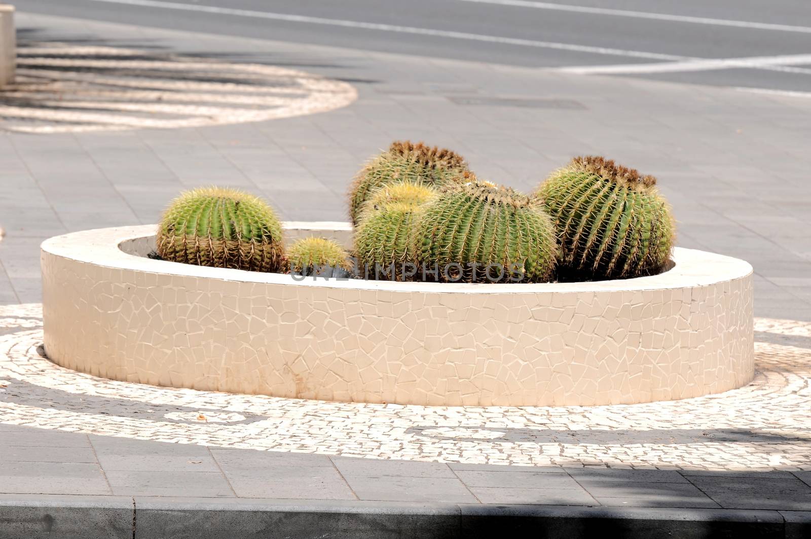 Some Round Succulent Plants on a Corner's Street
