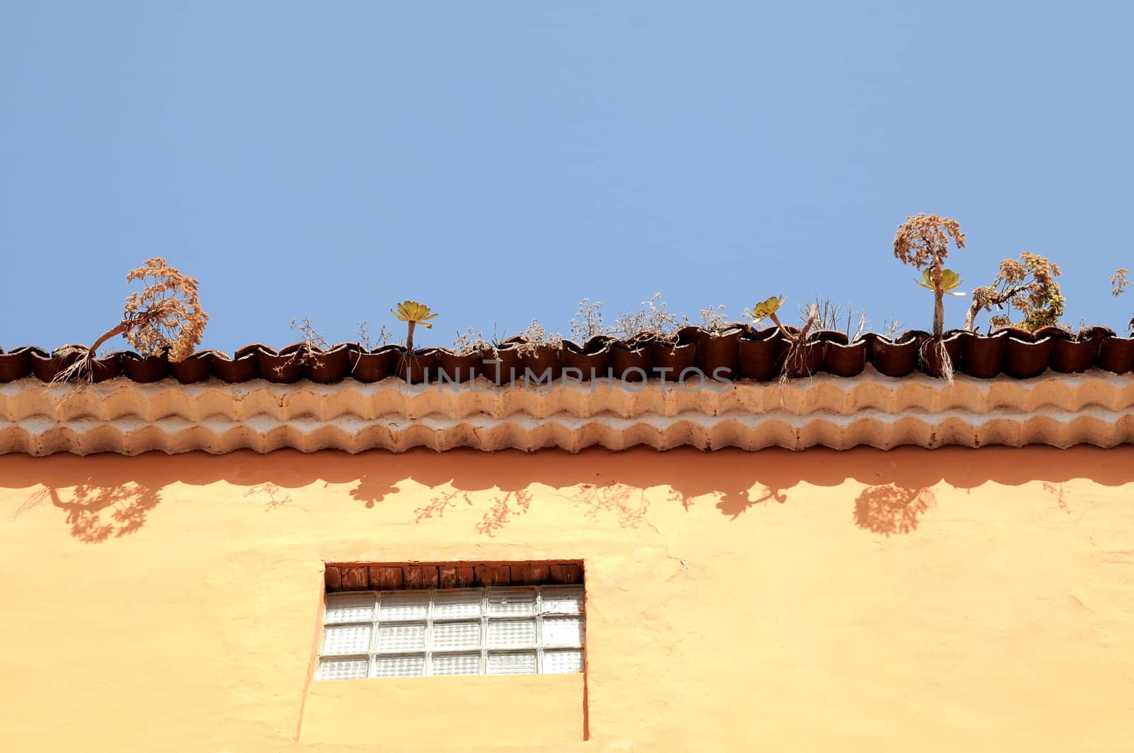 Some Plants Growing over a Roof in Tenerife, Spain