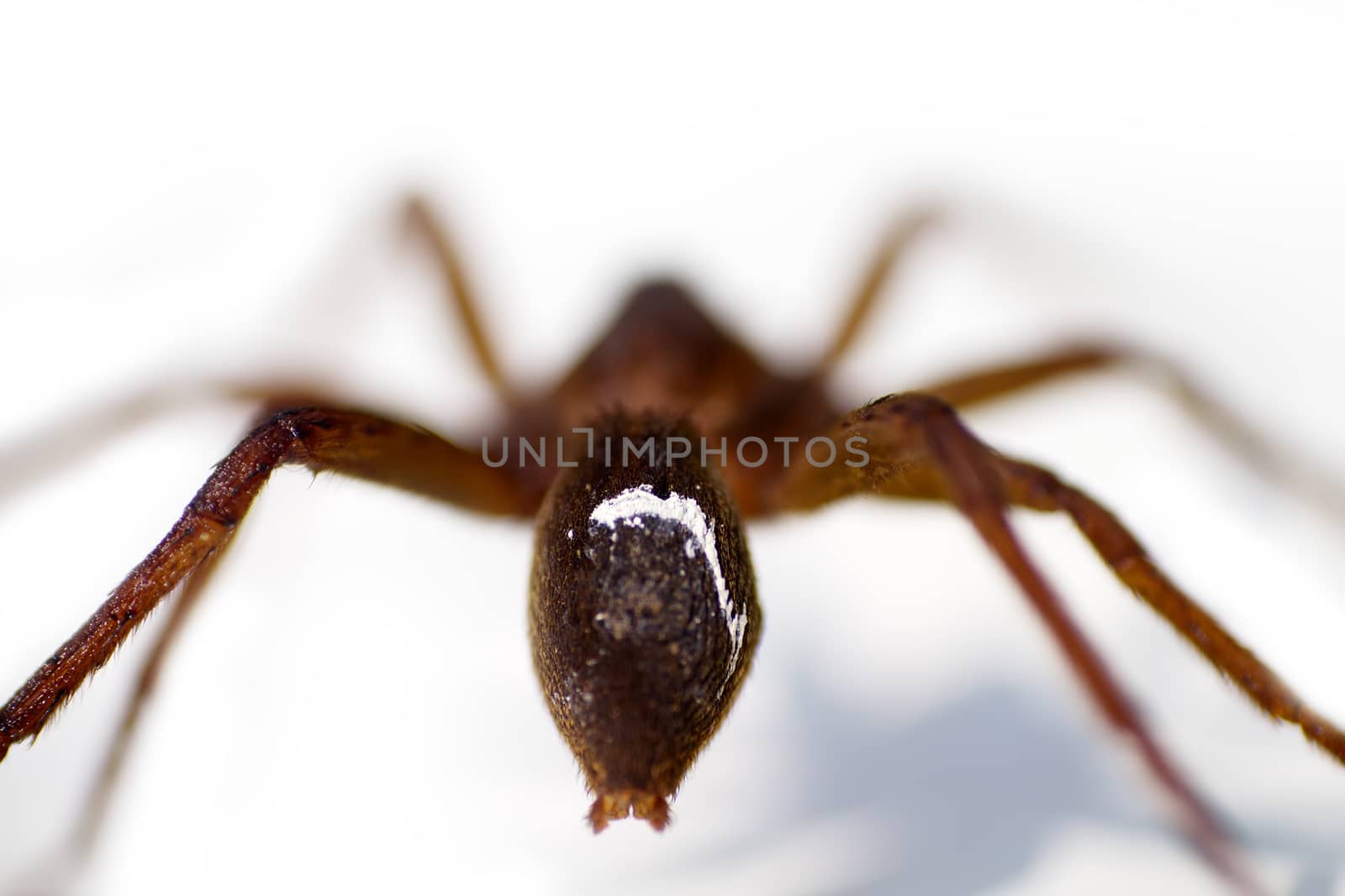 Closeup of water spider  white background