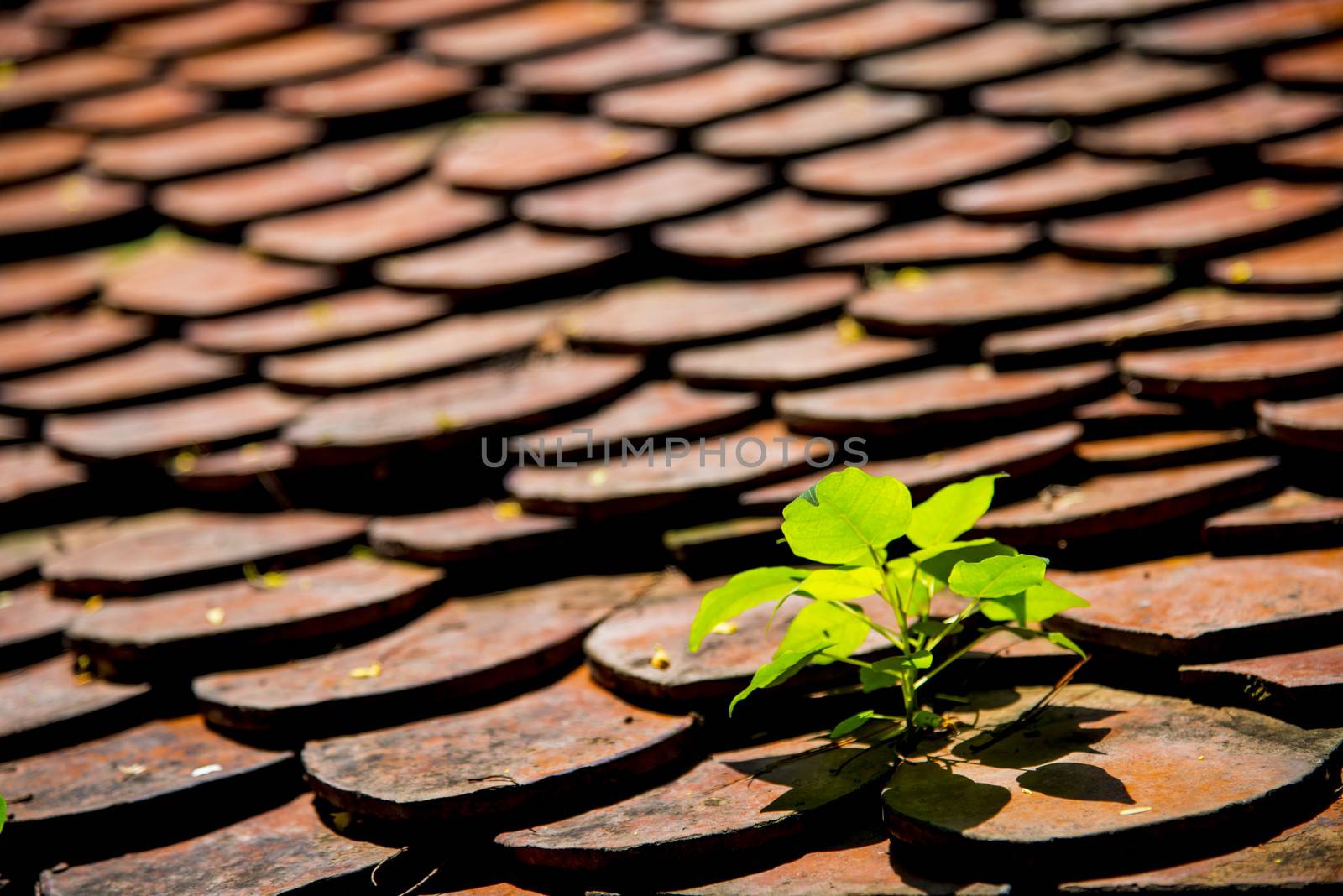 A plant grow on the ceramic roof1