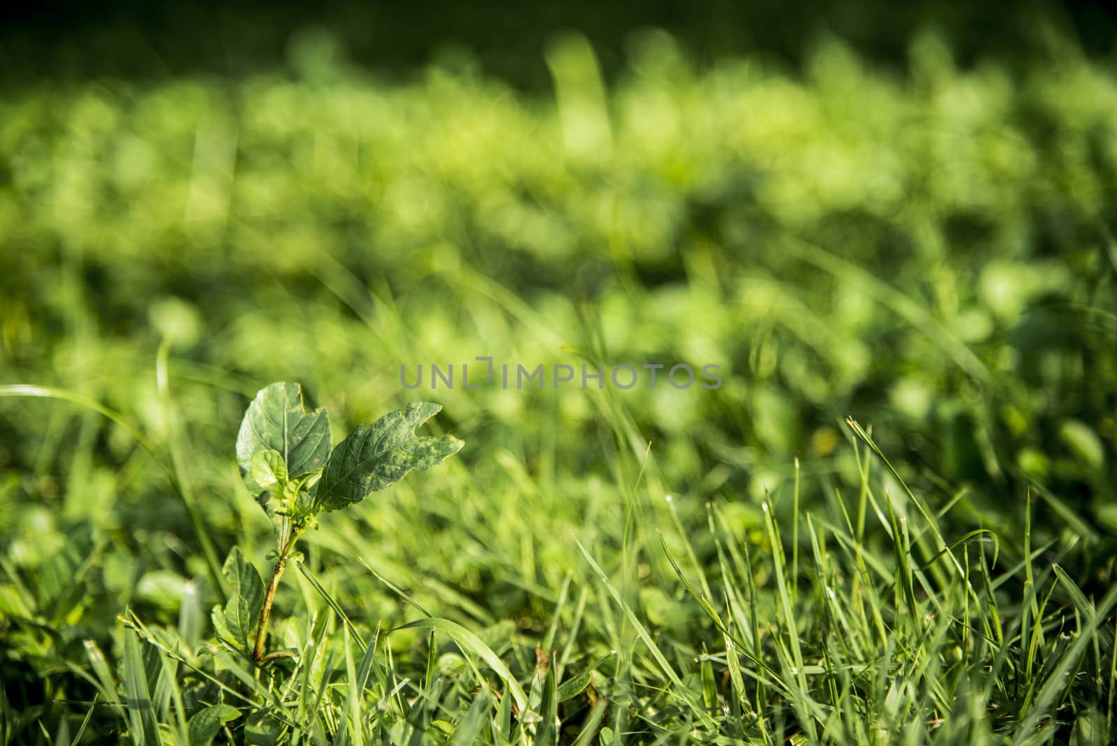 Green grass background by gjeerawut