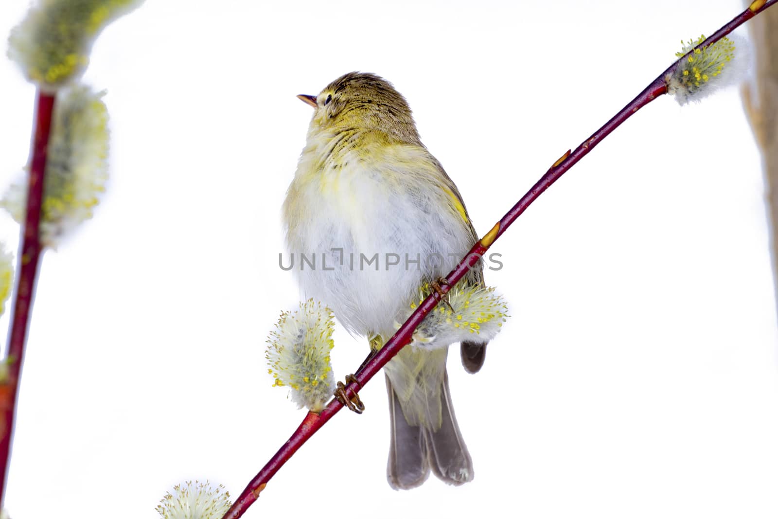 willow warbler bird by max51288
