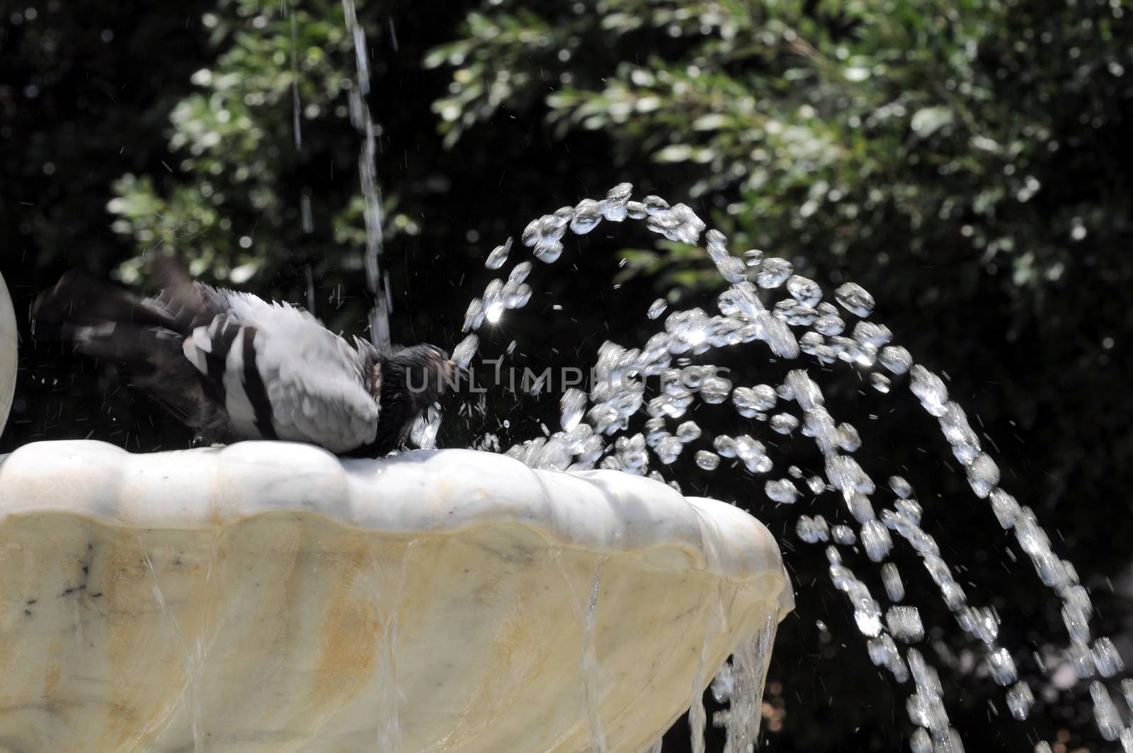 Water Splashing out of a Marble Fountain and Pigeon in Santa Cruz de Tenerife, Spain