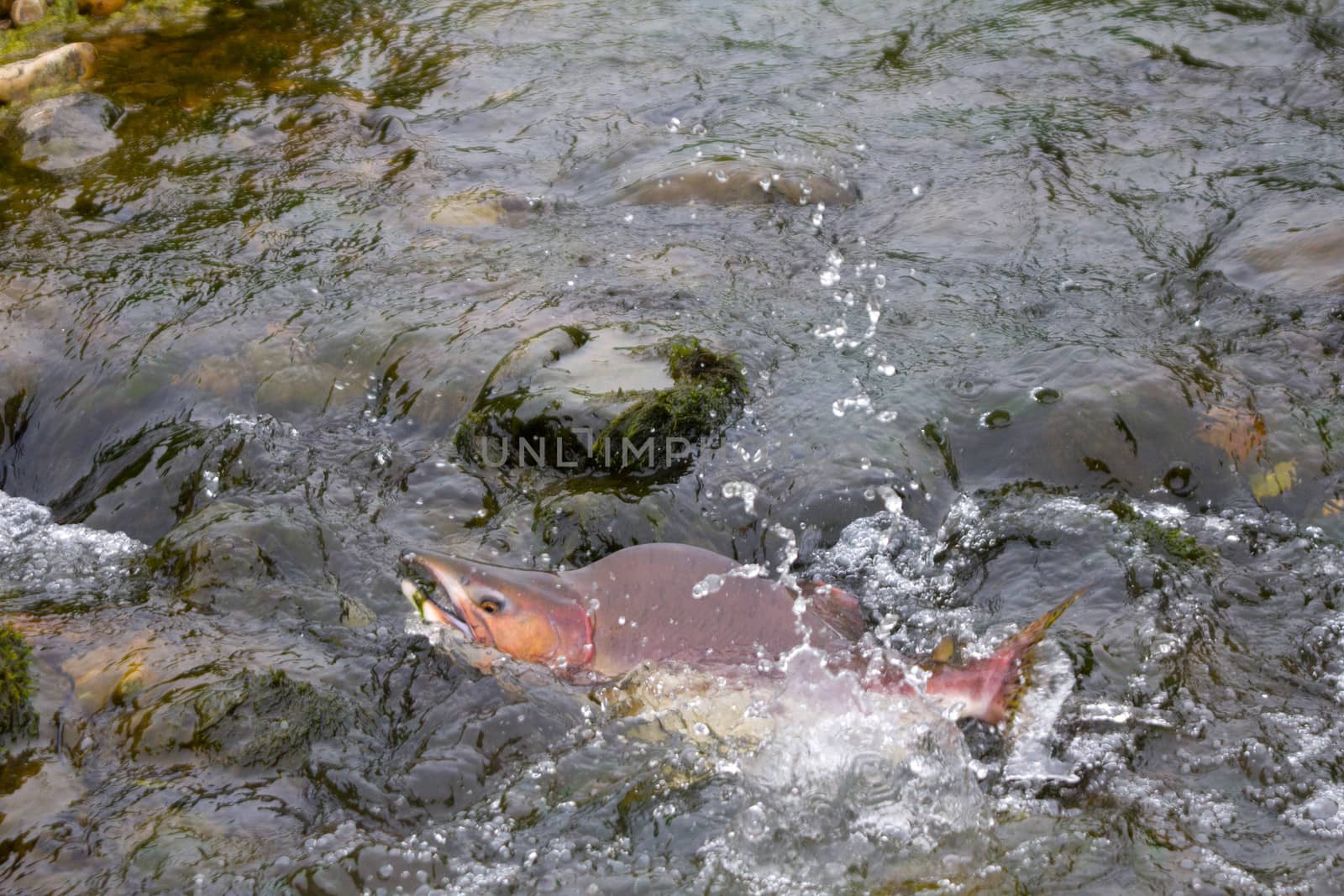 humpback salmon going on spawning