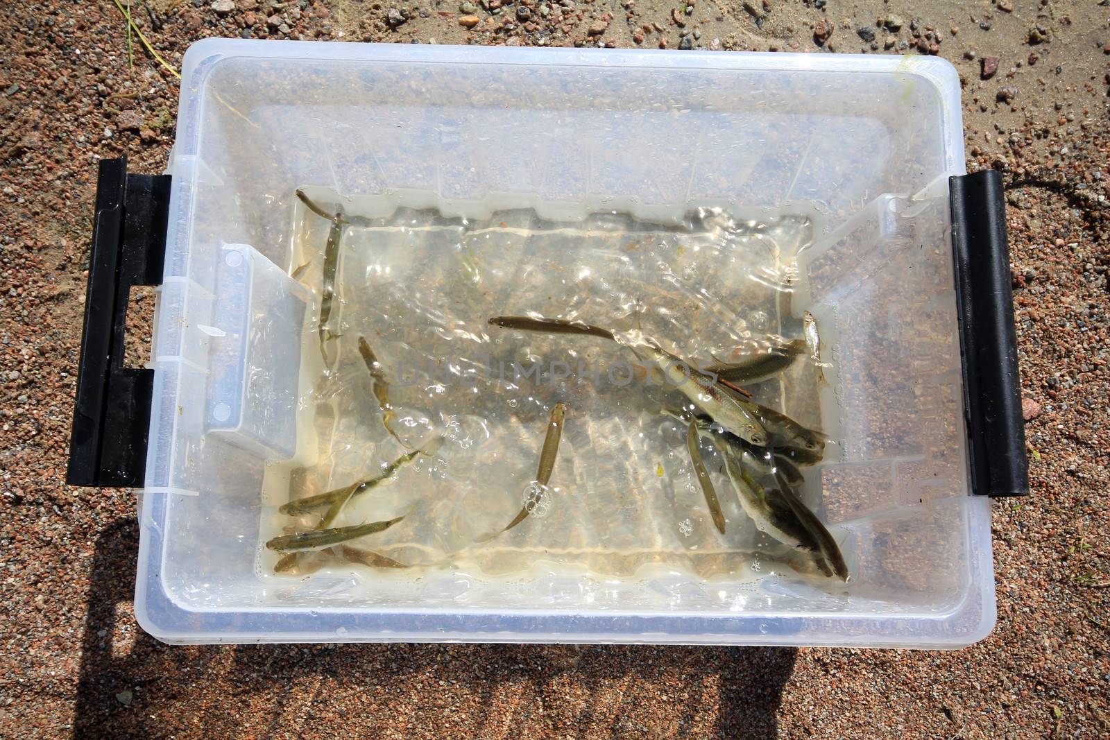 container with the selected small fishes. icthyological works