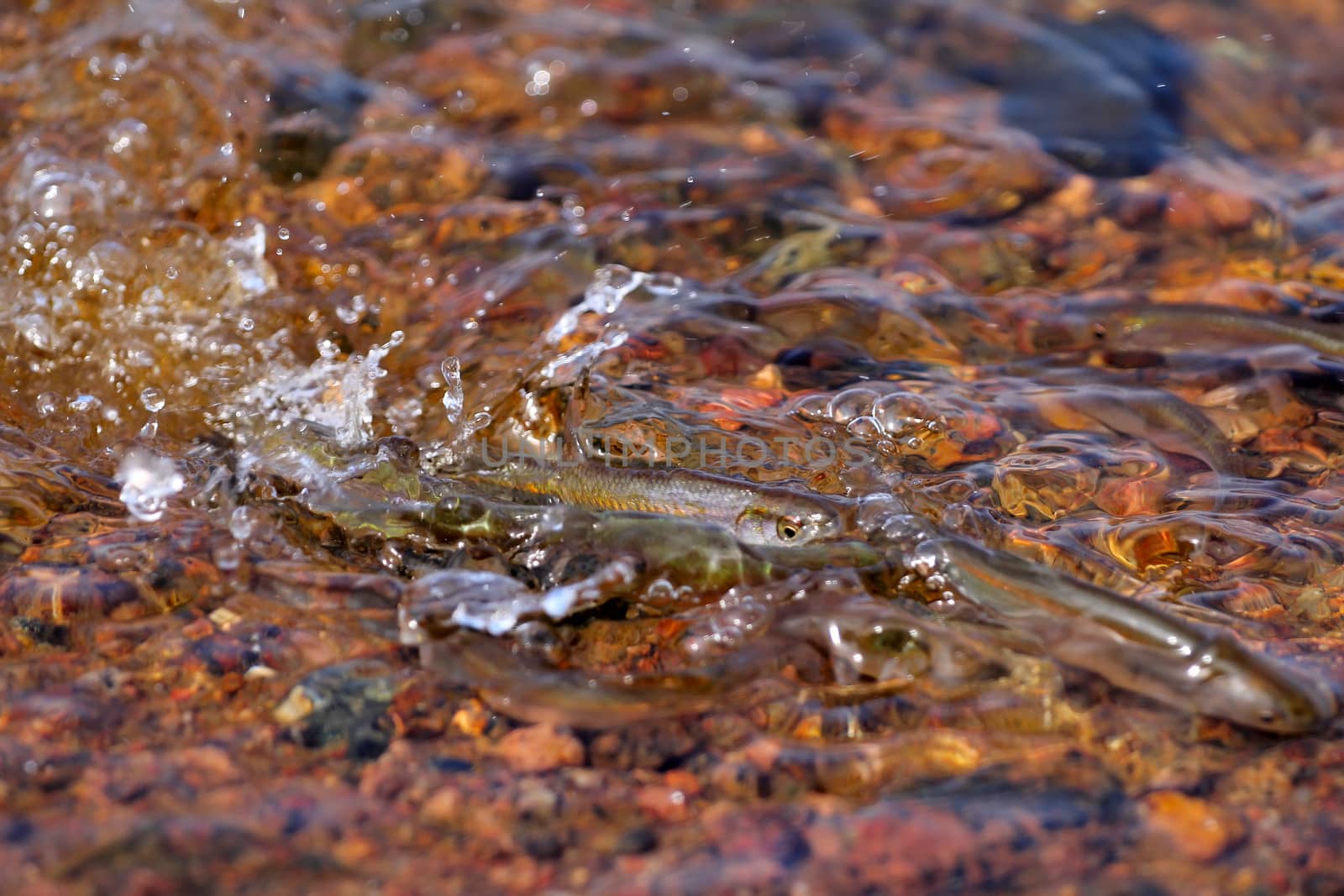 spawning season of bleaks  (Alburnus alburnus) on the Baltic Sea
