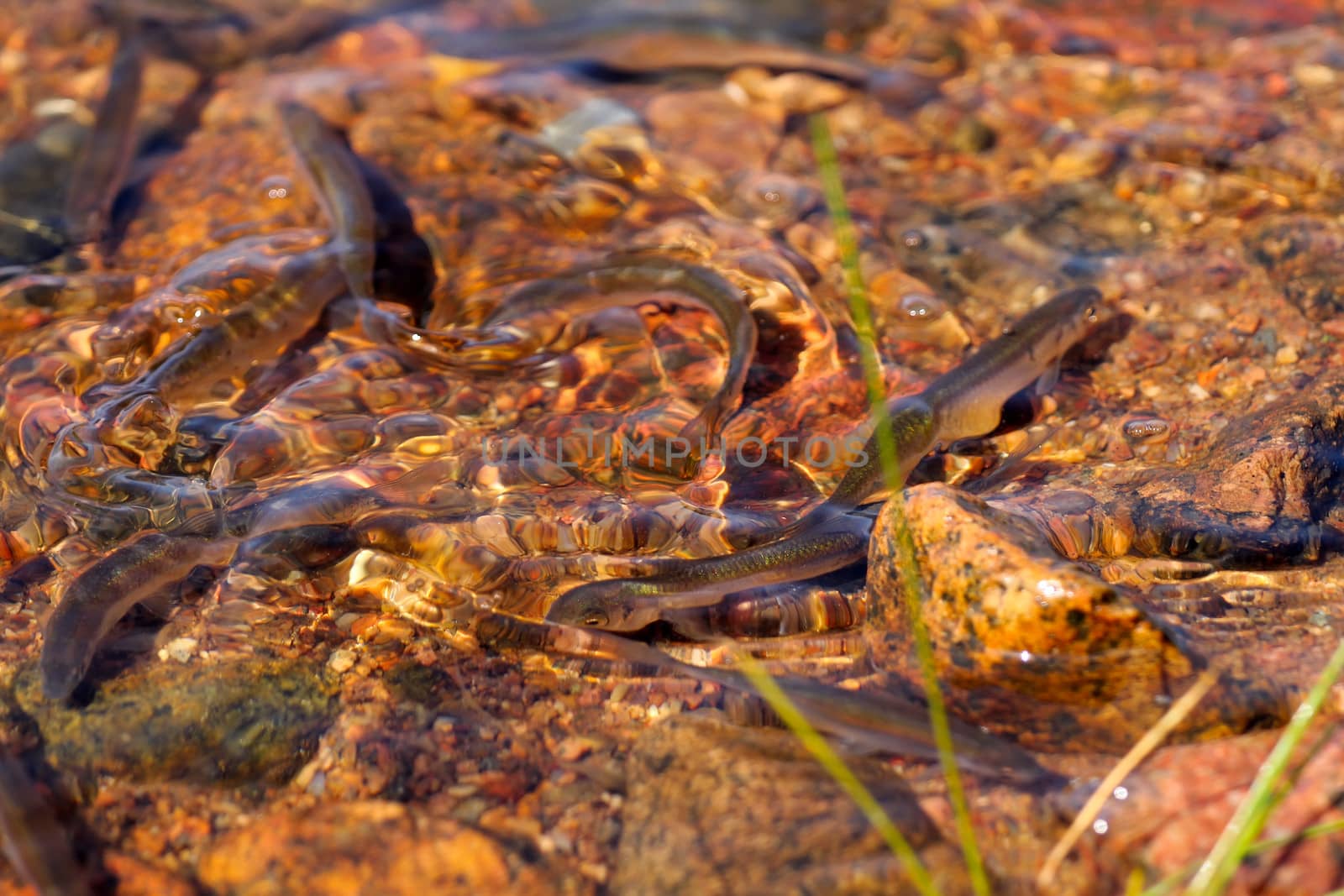 spawning season of bleaks  (Alburnus alburnus) on the Baltic Sea