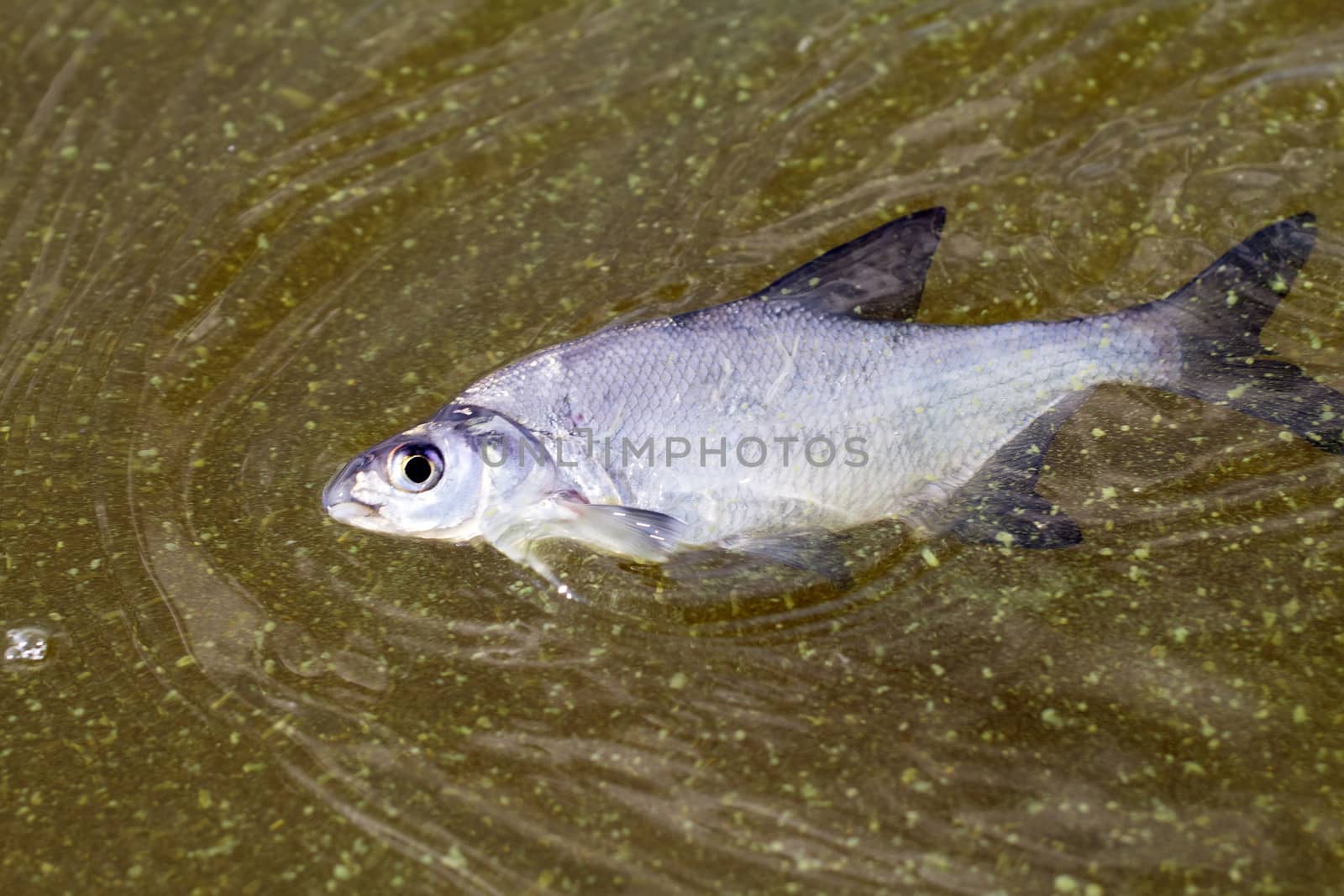 fish poisoned with the dying  green scum