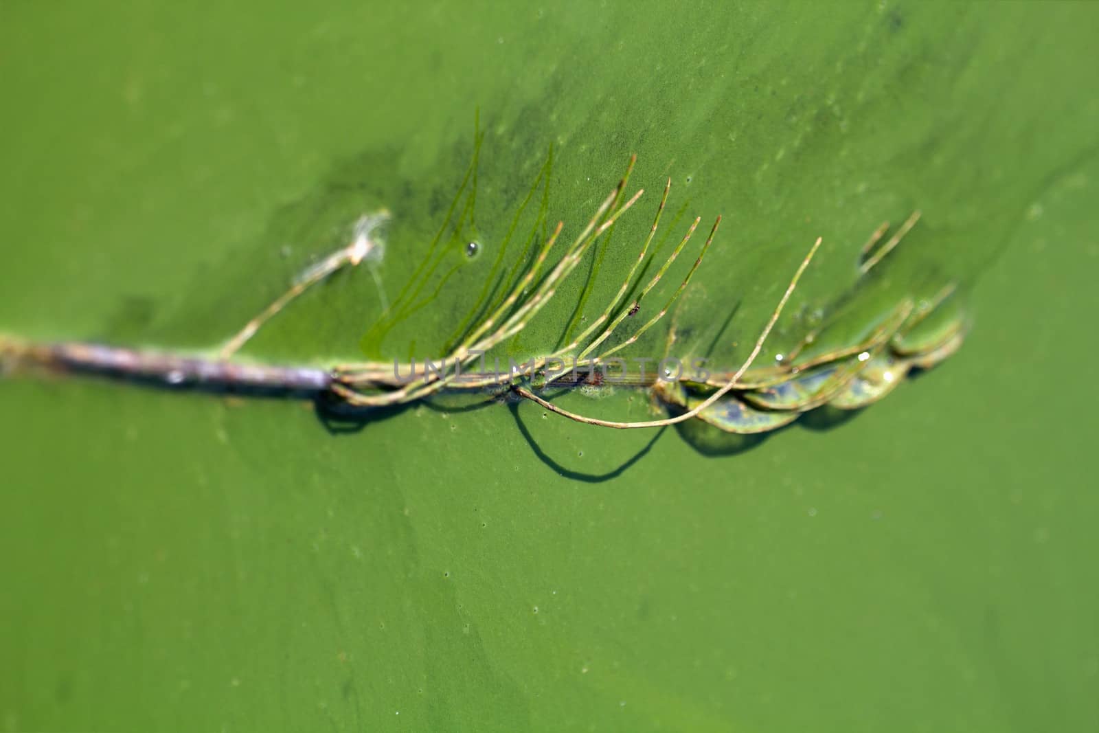 Algae polluted water