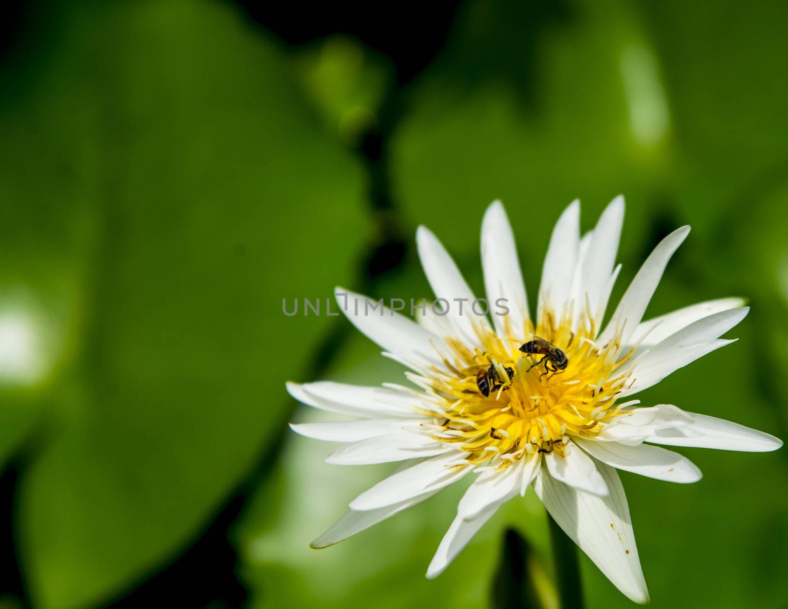 Bee on the lotus2 by gjeerawut