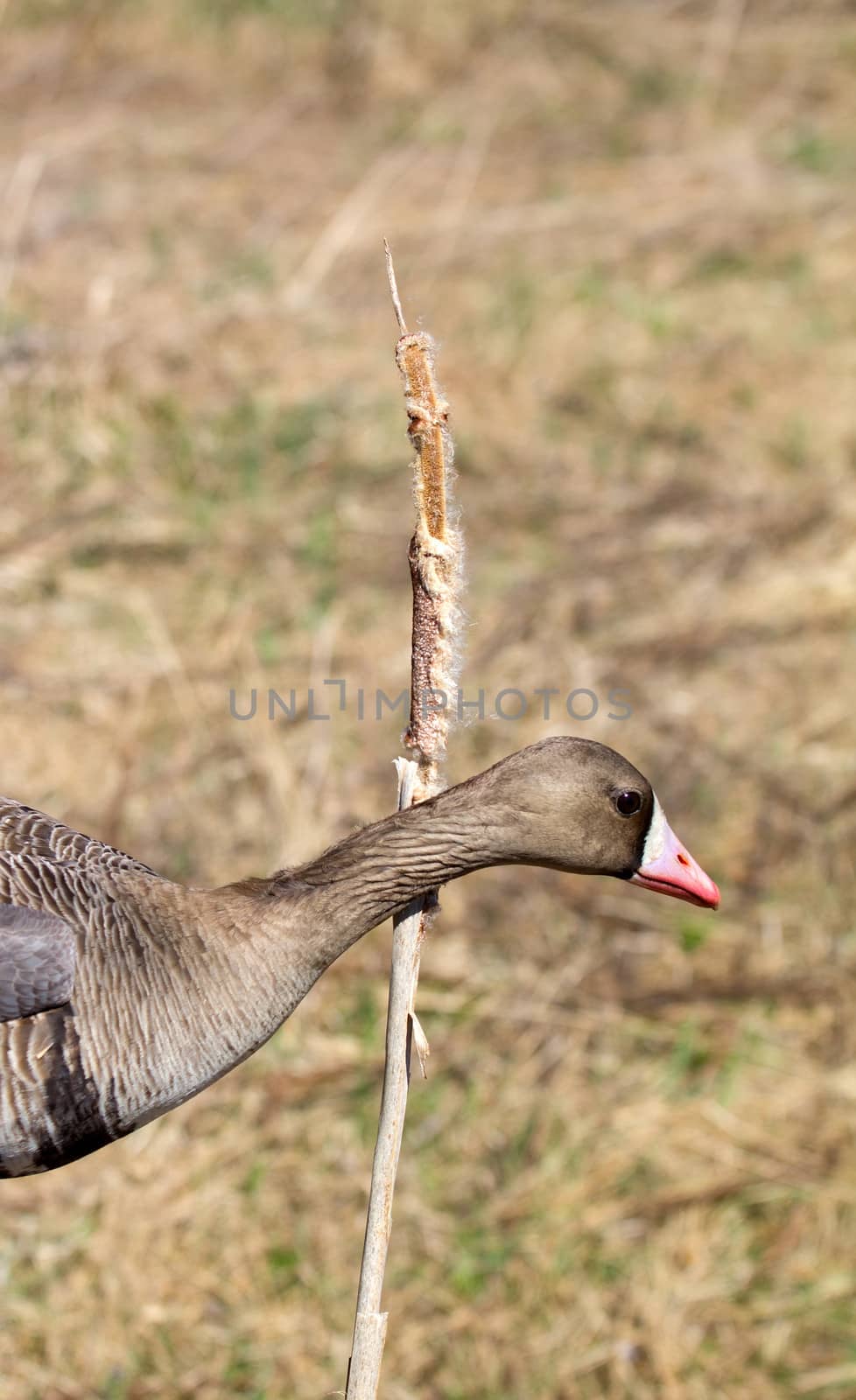 bean goose close up in the spring