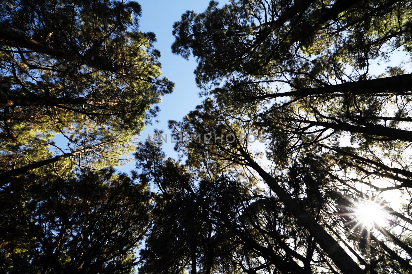 Very High Pine Wood Forest on a Sunny Day