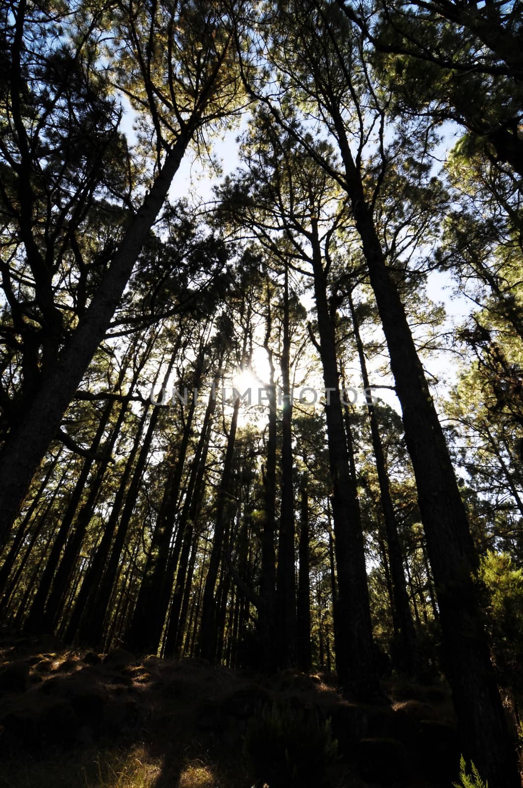 Very High Pine Wood Forest on a Sunny Day