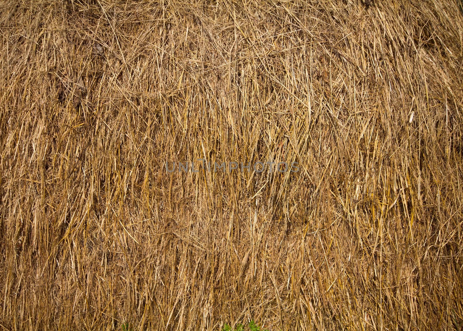 Dry hay closeup image as natural background
