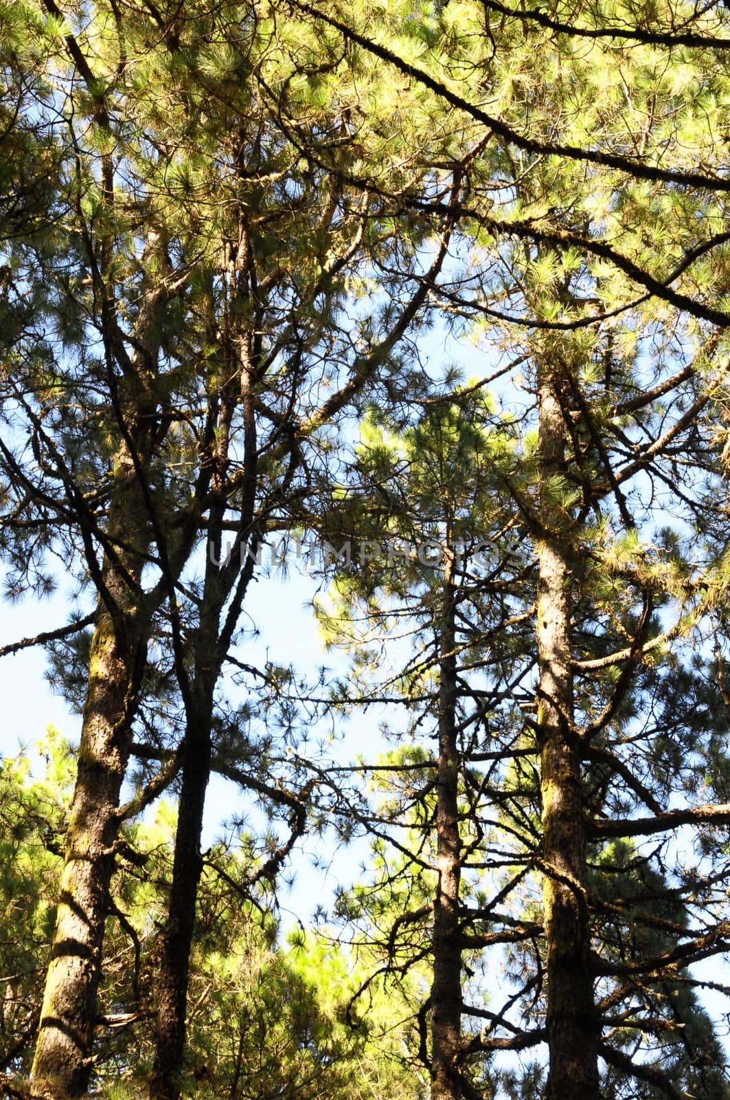 Very High Pine Wood Forest on a Sunny Day