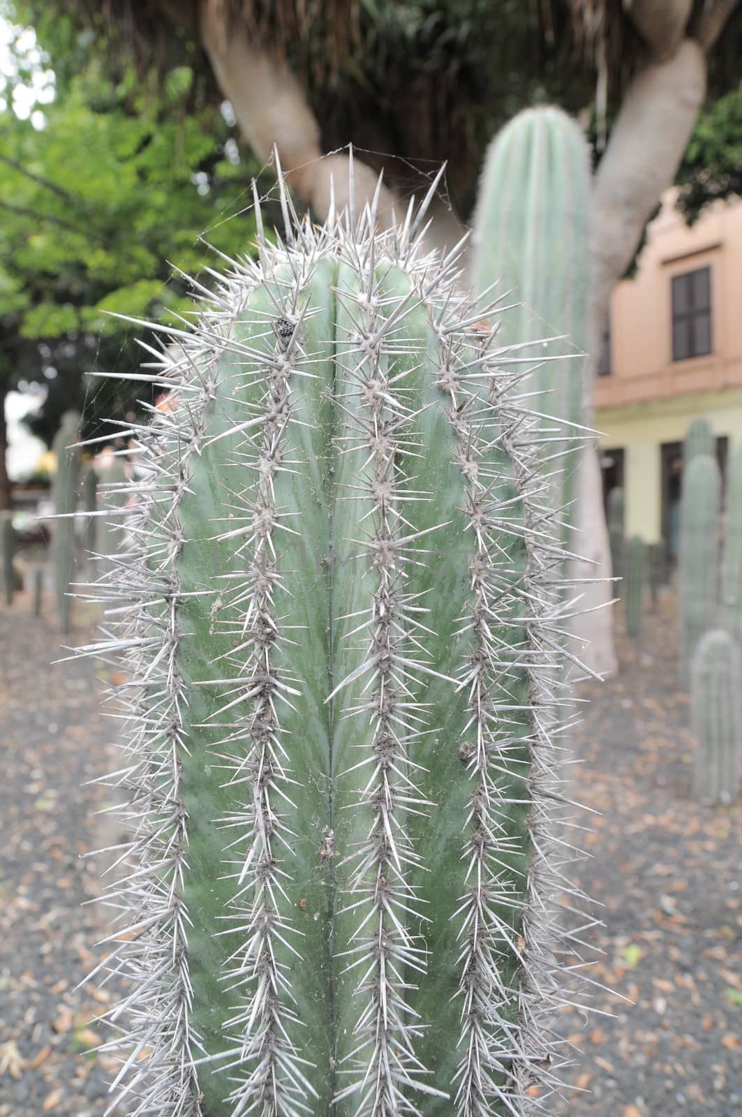 Some Succulent Green Plants In Gran Canaria Island, Spain