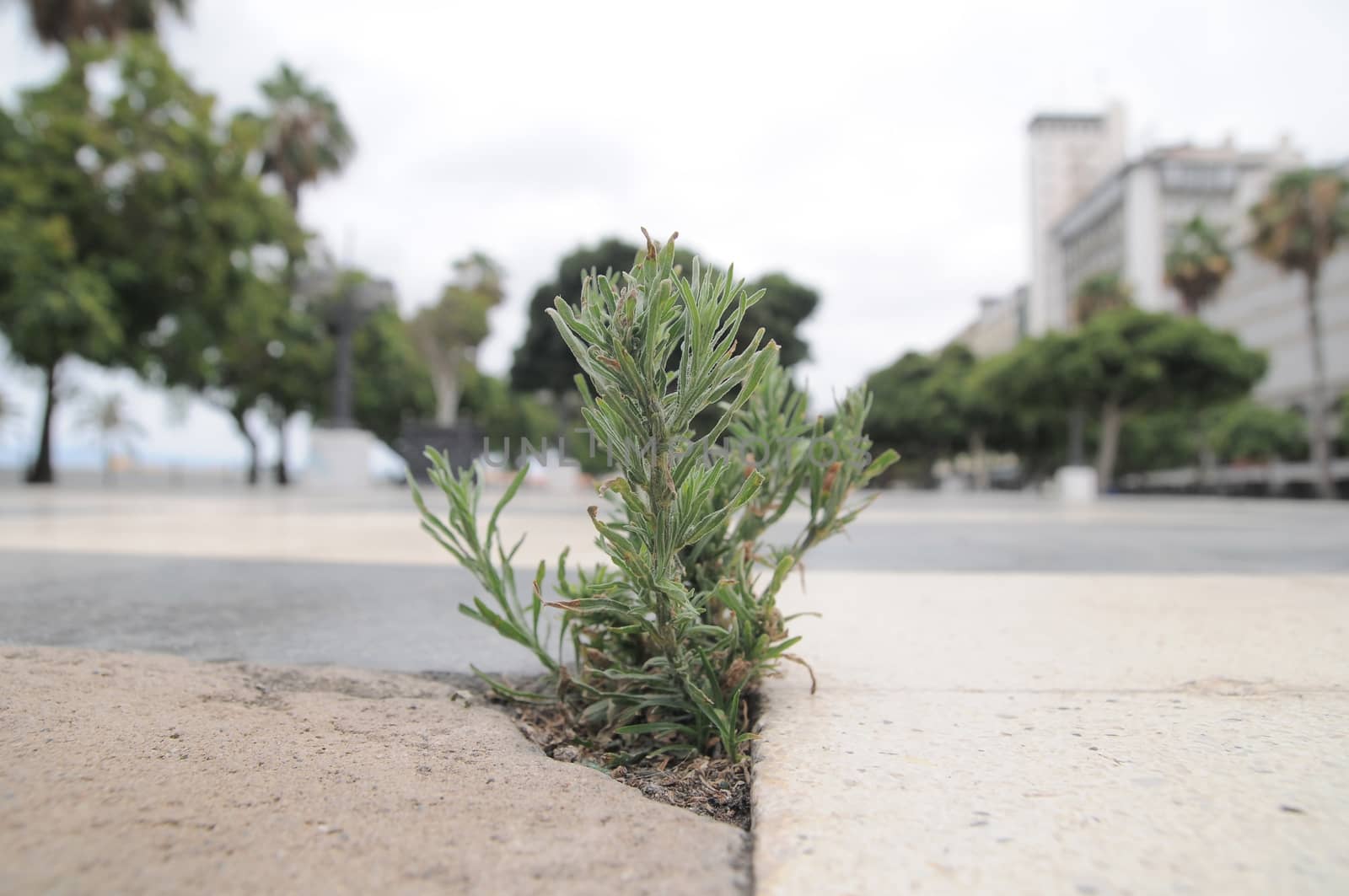 A Green Plant Growing on the Road, in Canary Islands, Spain