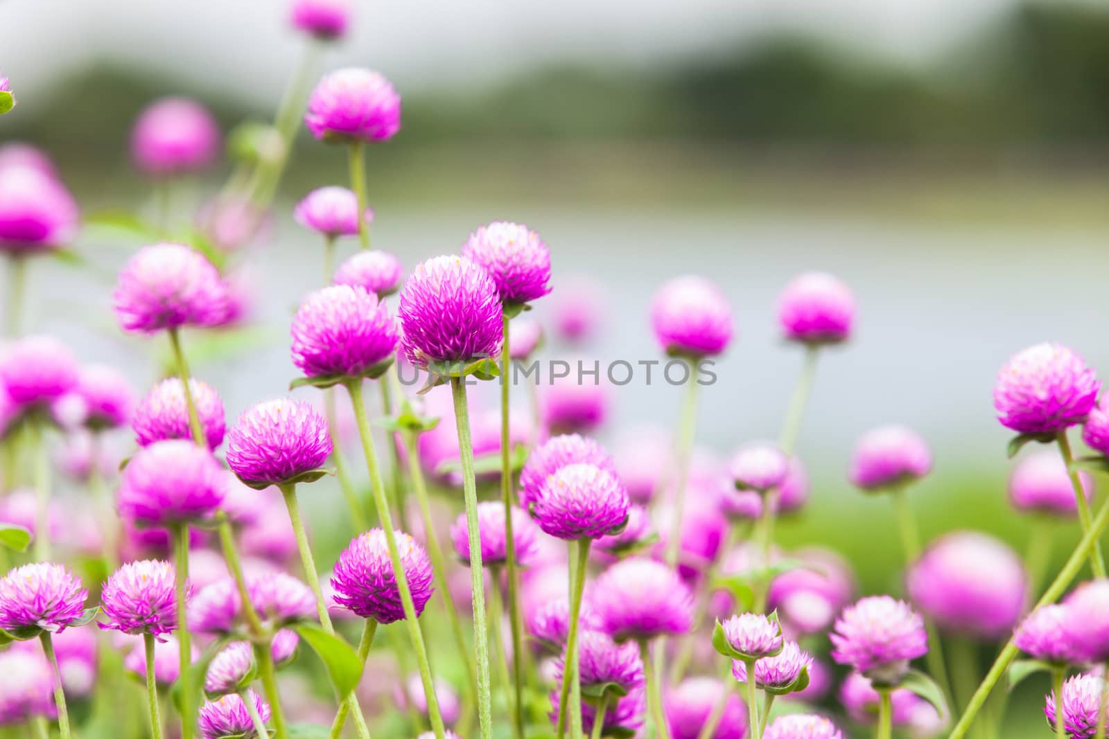 beautiful pink flowers in the garden