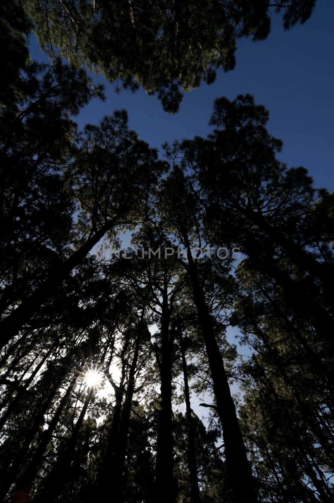 Very High Pine Wood Forest on a Sunny Day