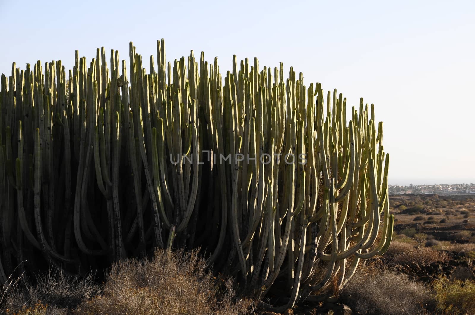 Green Big Cactus in the Desert on a Sunny Day