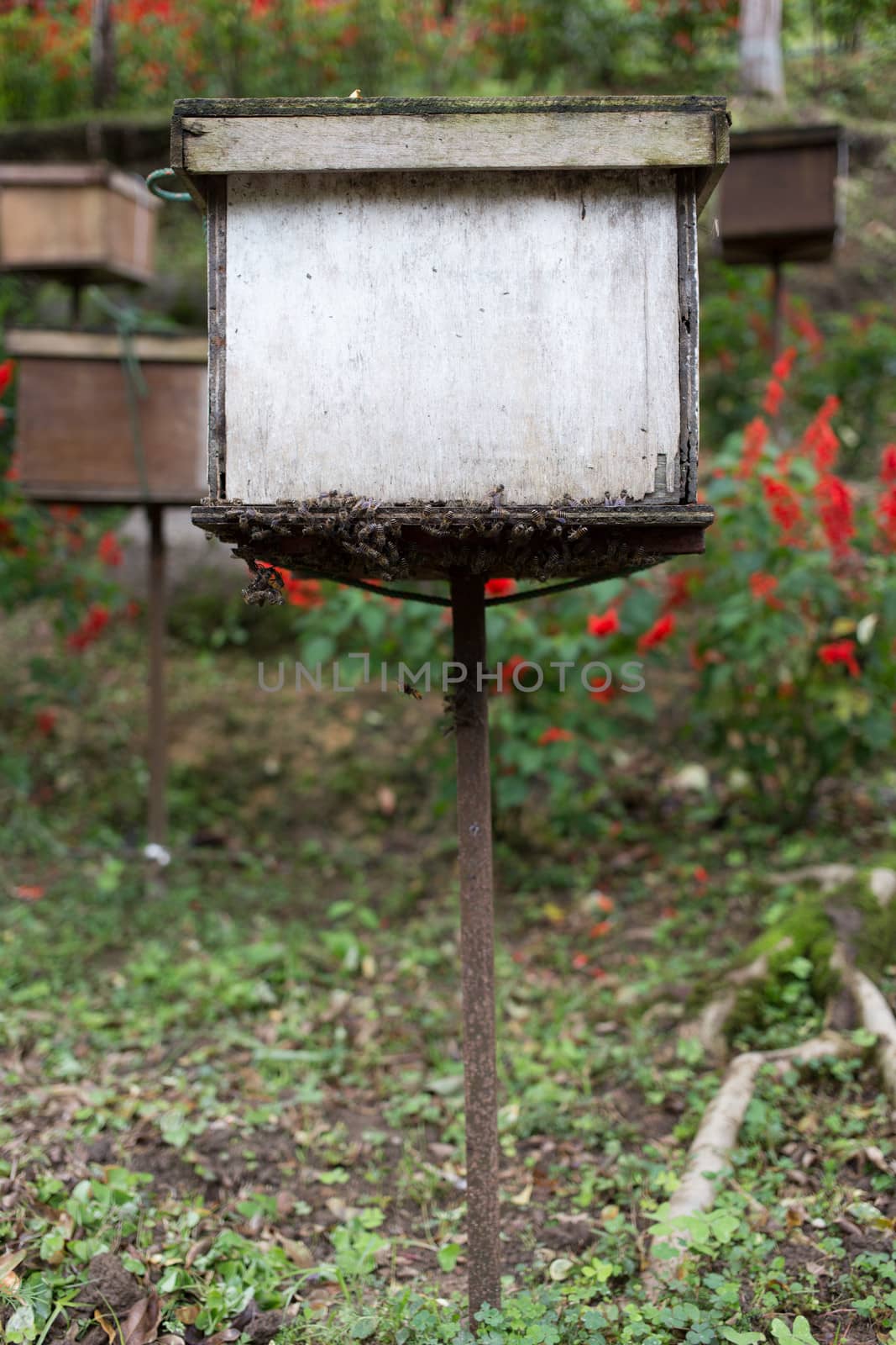 bee hive in side box of bee in farm