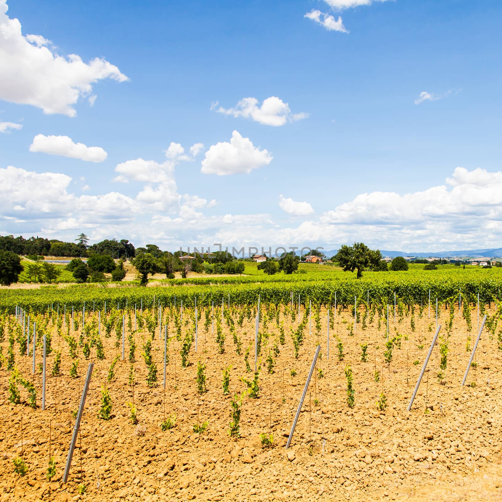 Italy, Tuscany region, Orcia Valley. A youg wineyard during a sunny day