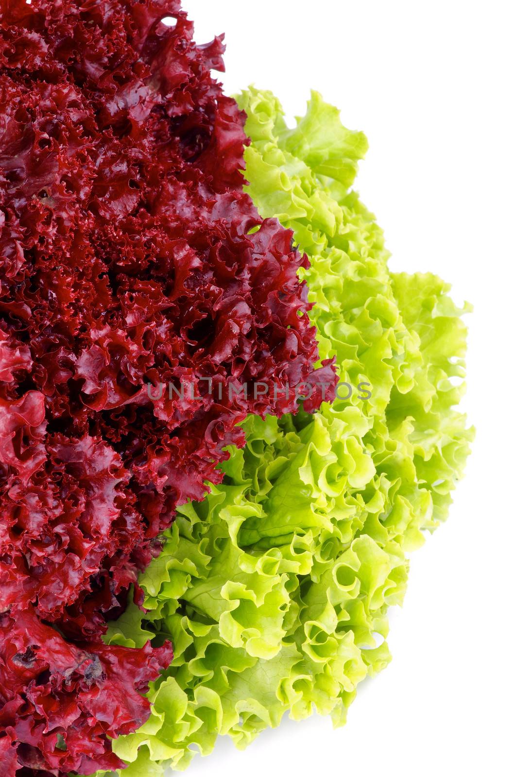 Fresh Green and Lollo Rosso Lettuce isolated on white background