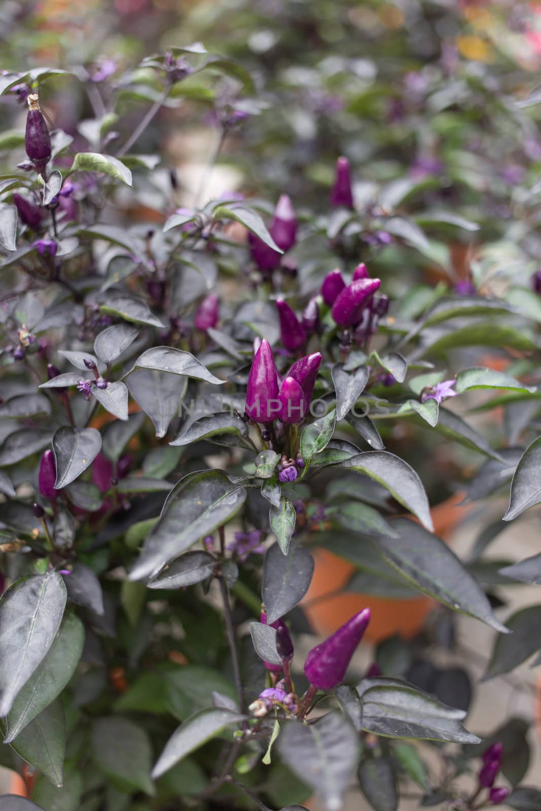 Purple Chili on plant - Bolivian Rainbow Chili