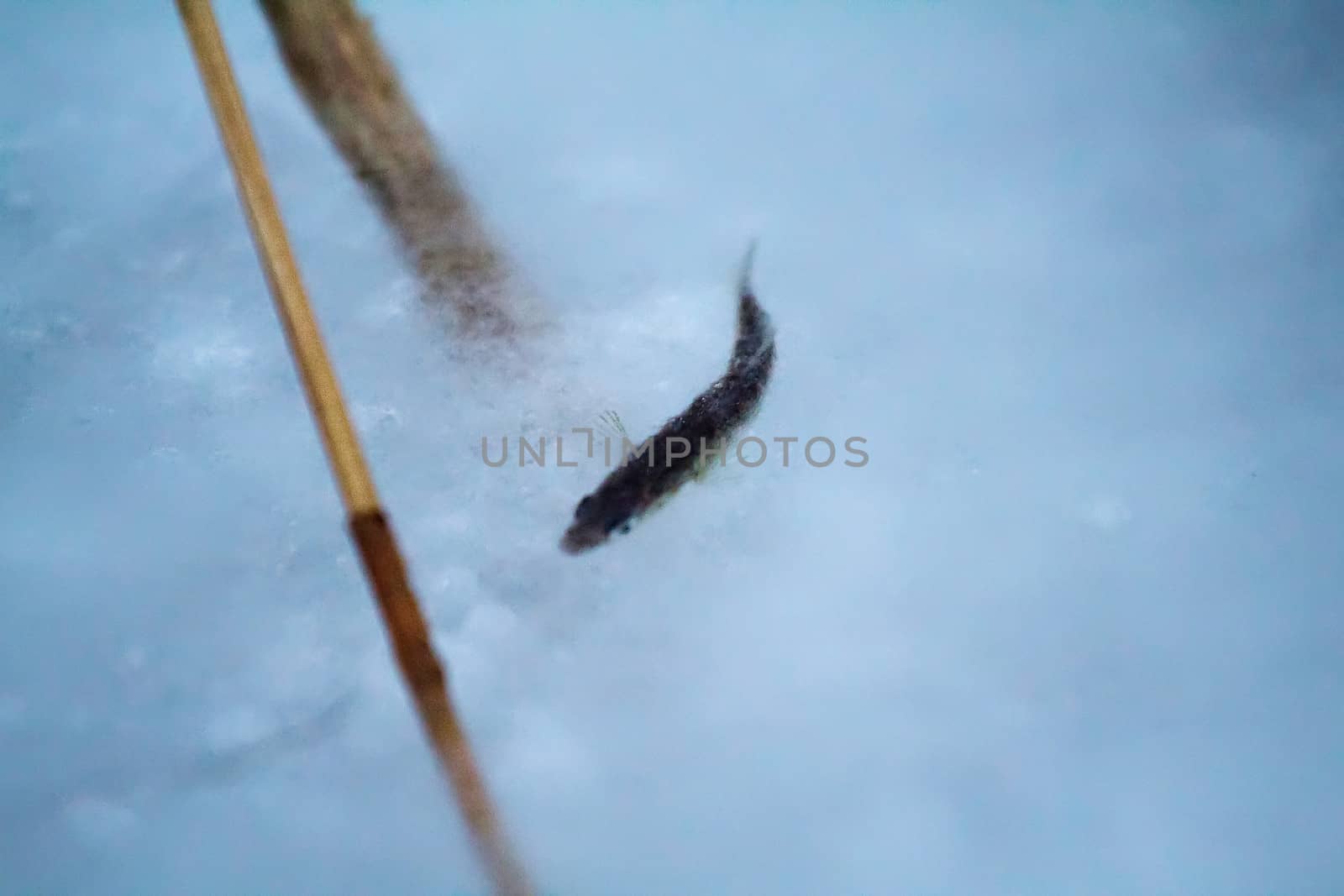 fish frozen in ice at hard frosts