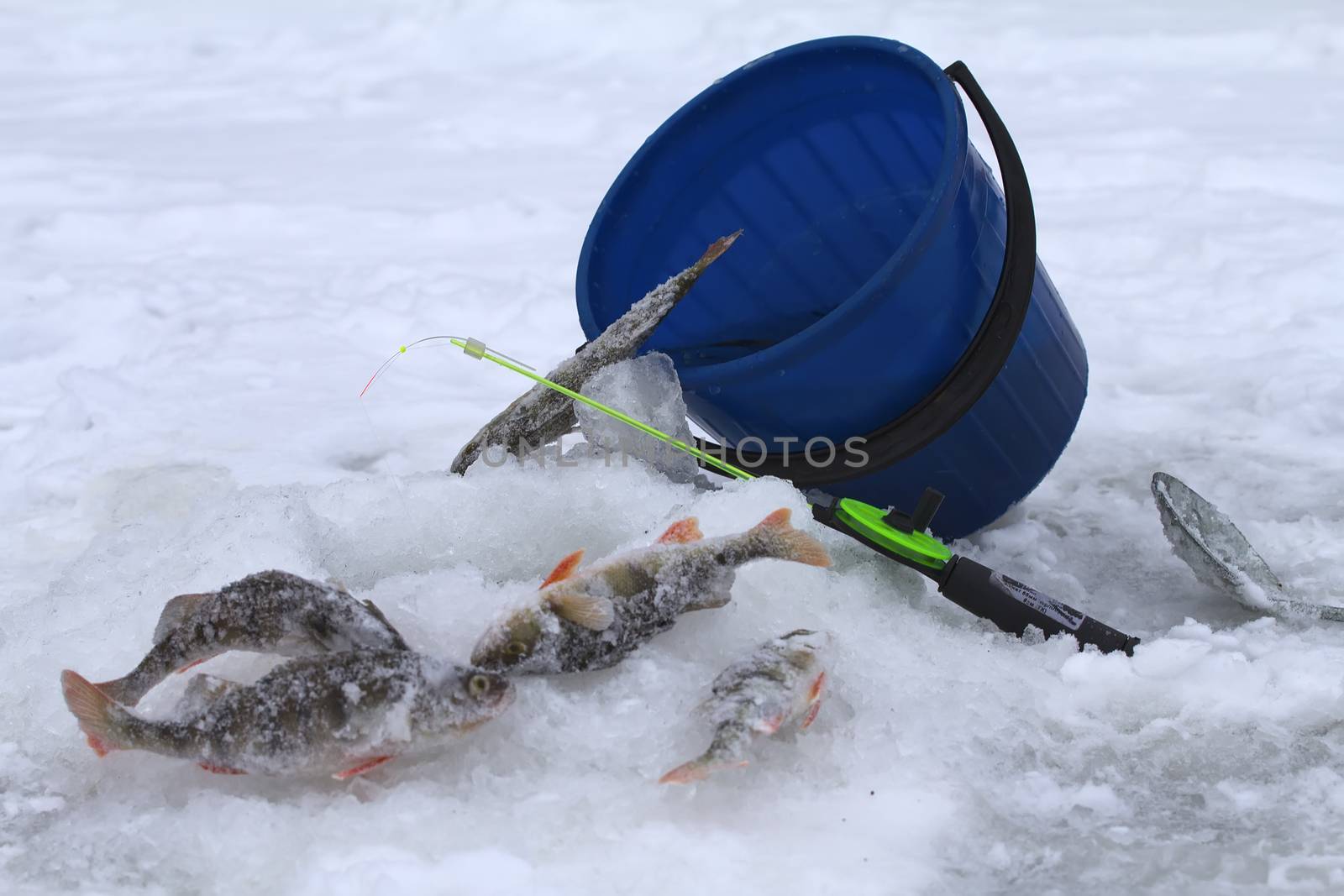 catching of a perch on lakes in the middle of the winter