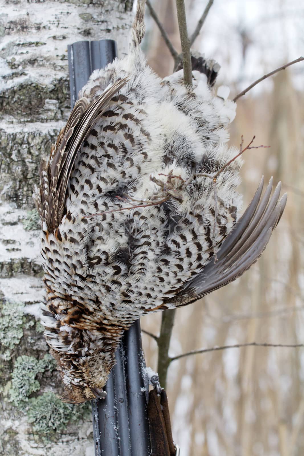 winter hunting for a hazel grouse. the trophy is taken